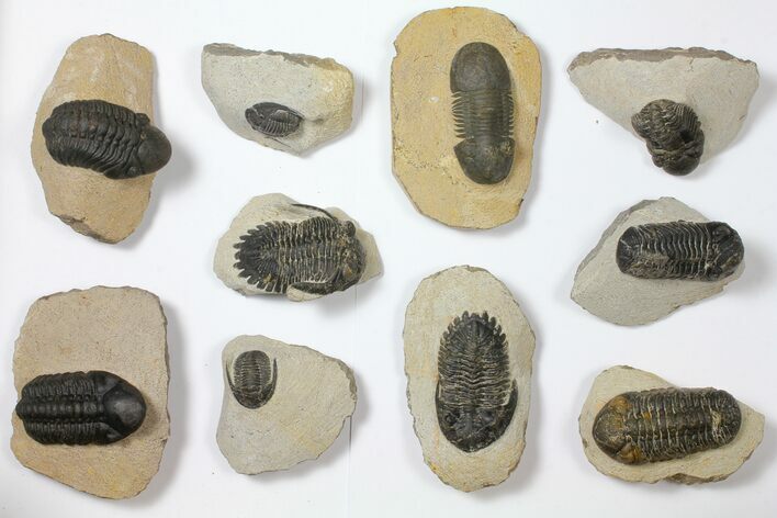 Lot: Assorted Devonian Trilobites - Pieces #119865